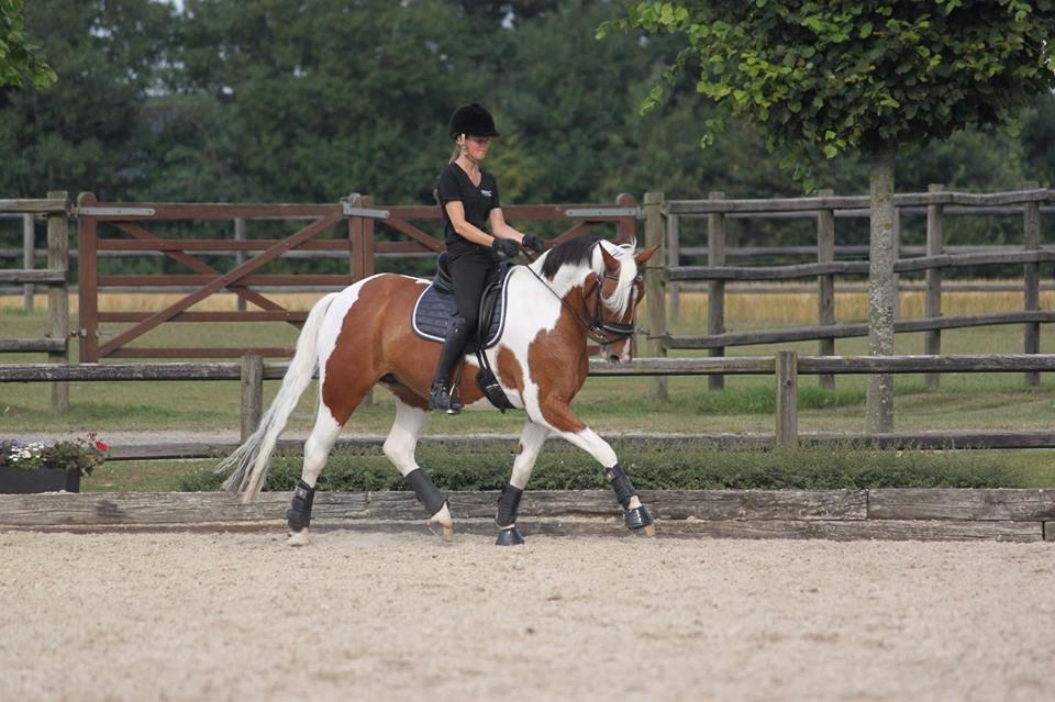 Anden særlig race Vicky Roma B-pony billede 2
