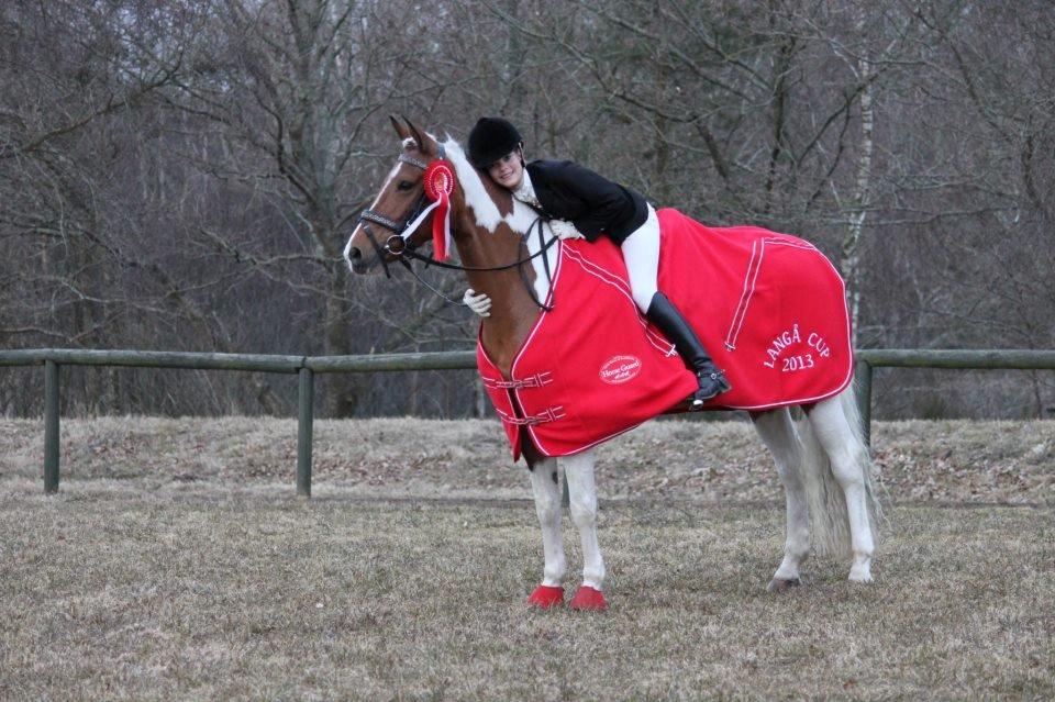 Anden særlig race Vicky Roma B-pony billede 3