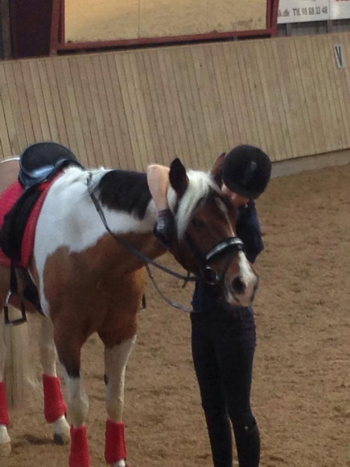 Anden særlig race Vicky Roma B-pony billede 10