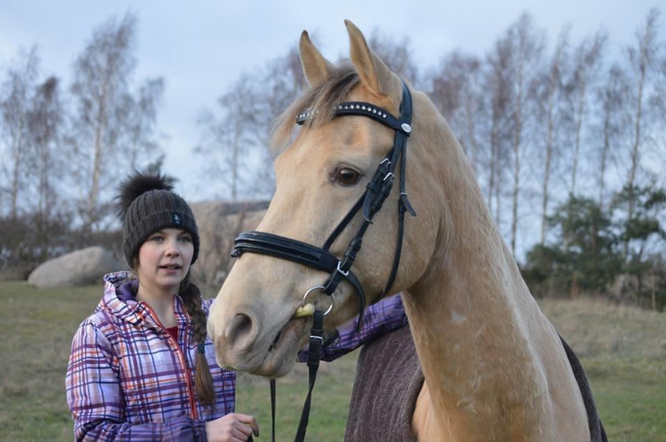 Anden særlig race Sioux billede 1