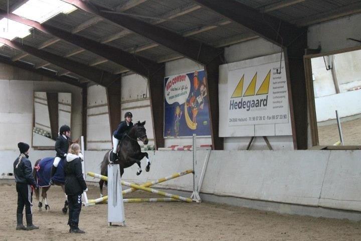 Fuldblod (XX) ICE CUBE billede 3