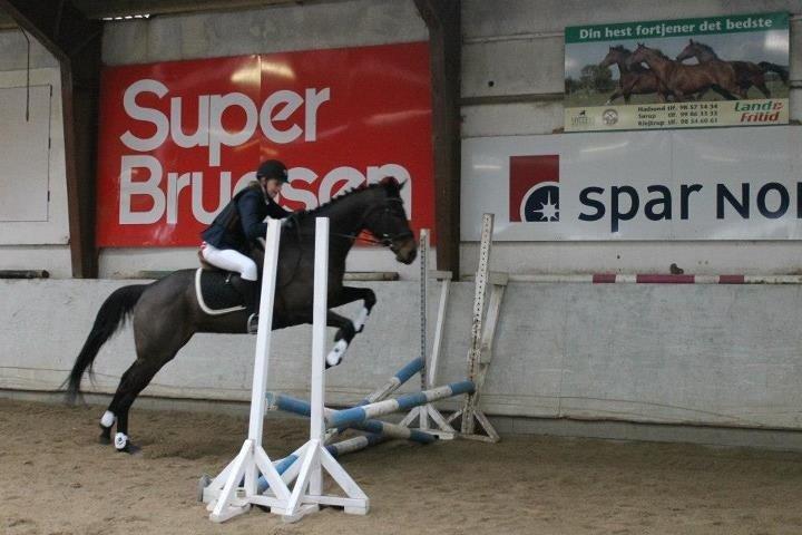 Fuldblod (XX) ICE CUBE billede 4