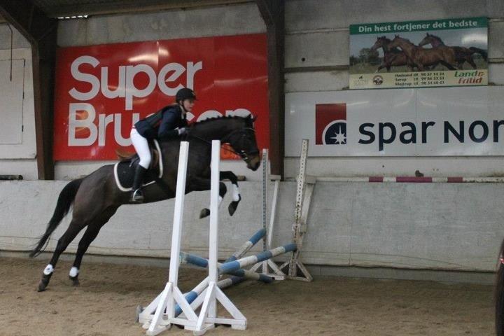 Fuldblod (XX) ICE CUBE billede 5