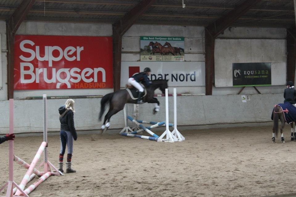 Fuldblod (XX) ICE CUBE billede 8