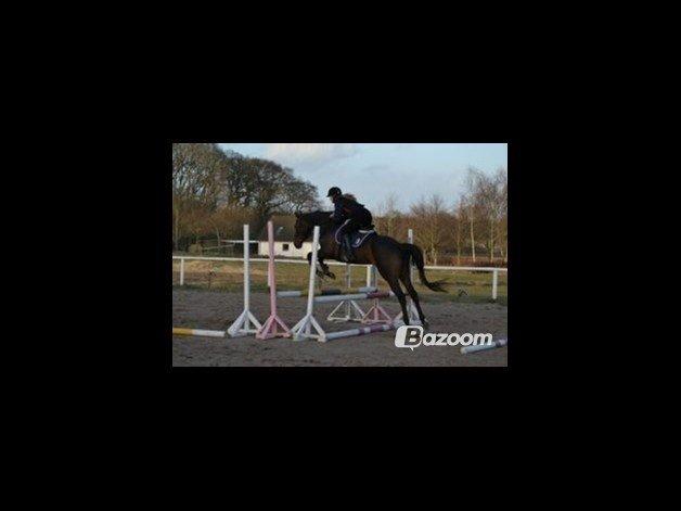 Fuldblod (XX) ICE CUBE billede 13