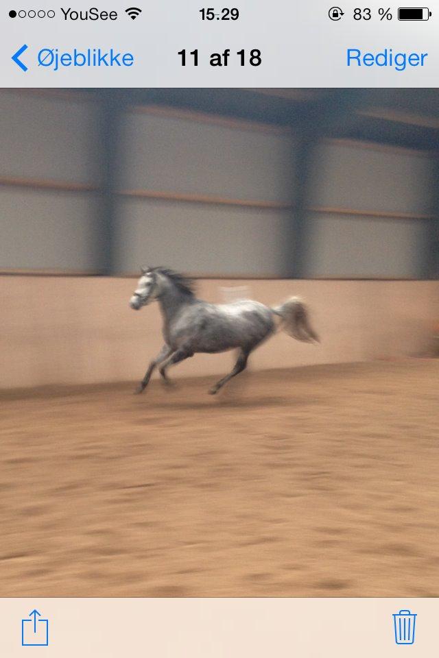 Welsh Pony (sec B) Bjerregård Adina billede 13