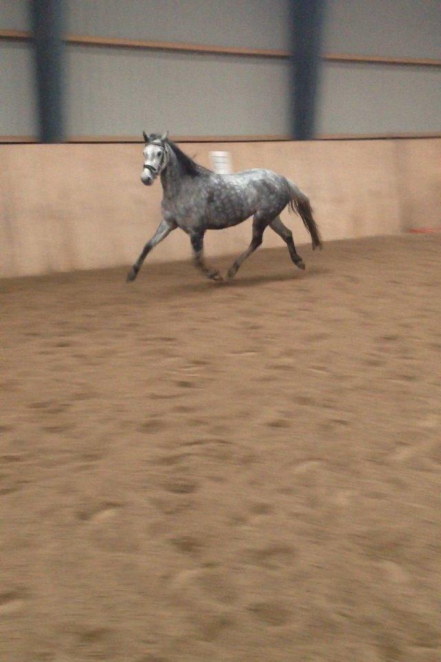 Welsh Pony (sec B) Bjerregård Adina billede 16