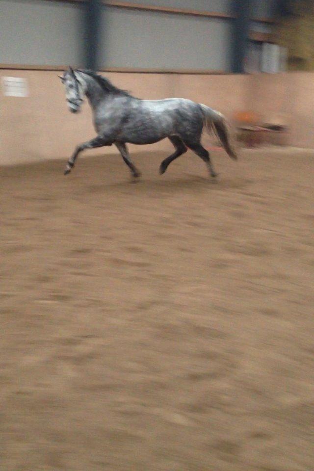 Welsh Pony (sec B) Bjerregård Adina billede 15