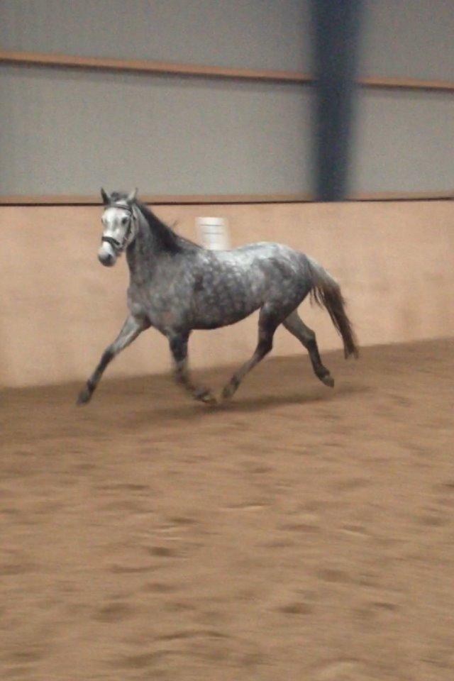 Welsh Pony (sec B) Bjerregård Adina billede 18