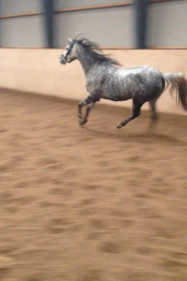 Welsh Pony (sec B) Bjerregård Adina billede 17