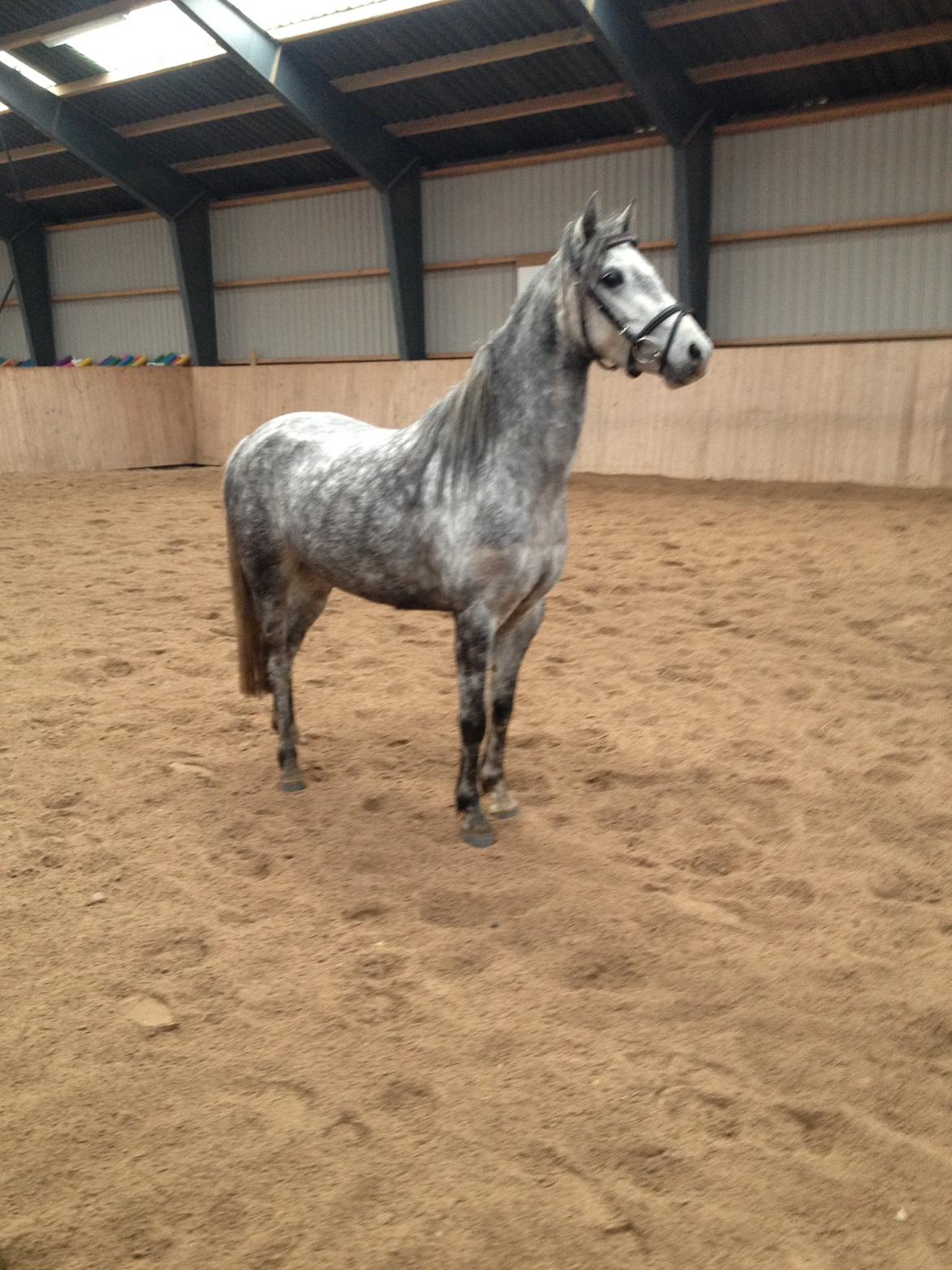 Welsh Pony (sec B) Bjerregård Adina billede 1