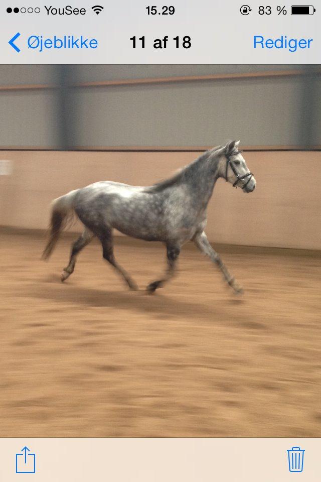 Welsh Pony (sec B) Bjerregård Adina billede 19