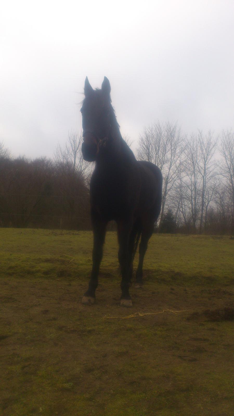 Traver Hjalmar Toft billede 1