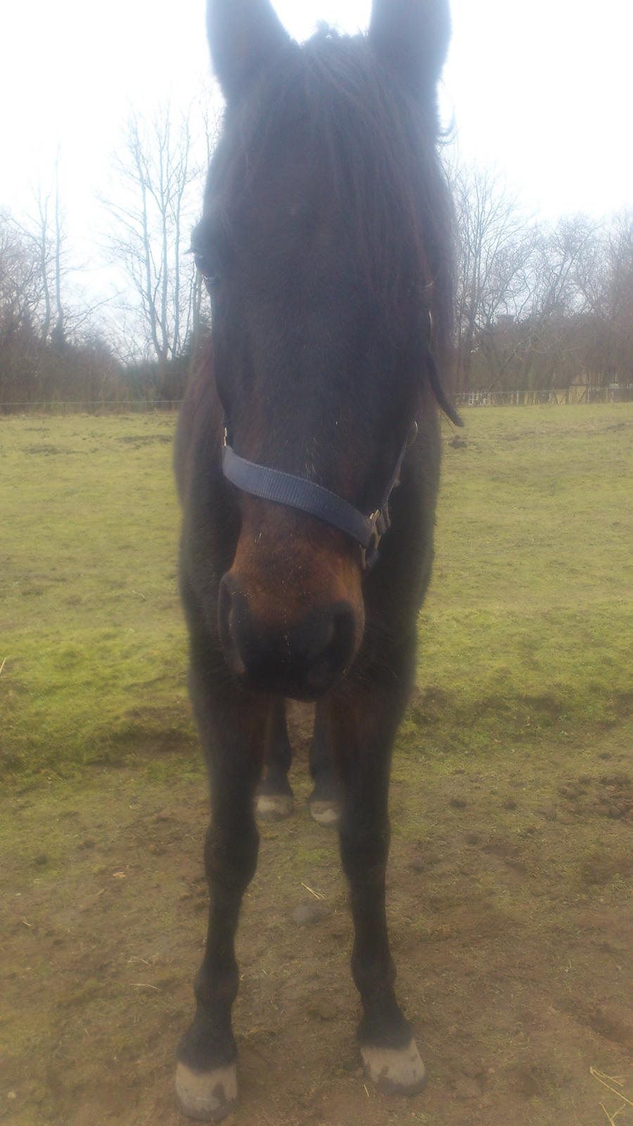 Traver Hjalmar Toft billede 2