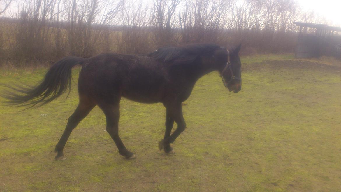 Traver Hjalmar Toft billede 3