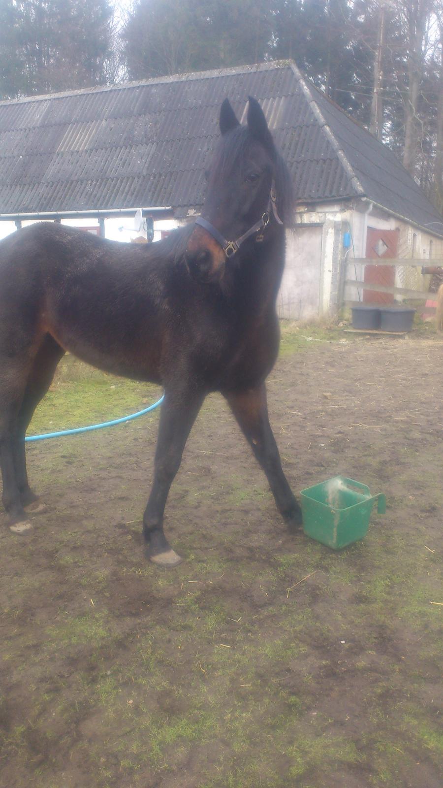 Traver Hjalmar Toft billede 4