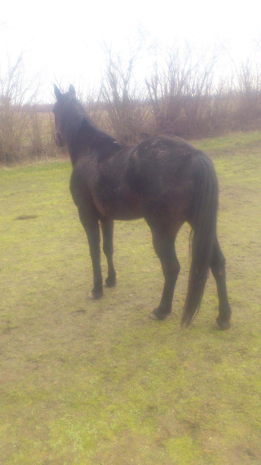 Traver Hjalmar Toft billede 5