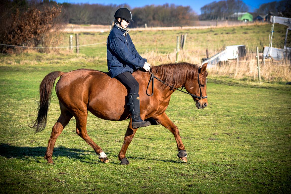 Welsh Partbred (Sec F) Waardhoeve's Ilona *Maggie* billede 10