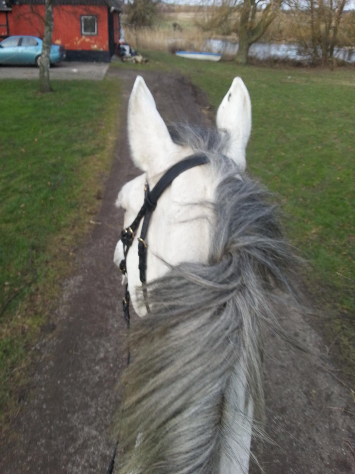 Anden særlig race Isha billede 3