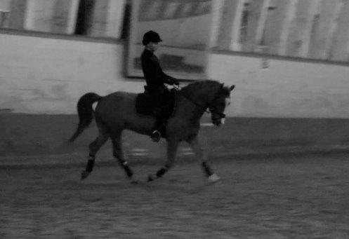 Welsh Pony af Cob-type (sec C) Pinell Nyberg<3 - Lisbeth Seierskilde kursus - Februar 2014 billede 10