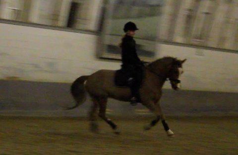 Welsh Pony af Cob-type (sec C) Pinell Nyberg<3 - Lisbeth Seierskilde kursus - Februar 2014 billede 14