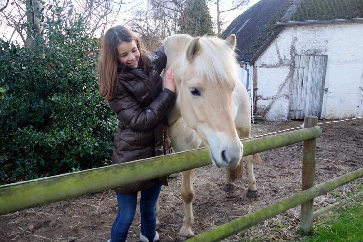 Fjordhest Kildegårdens Buller Mustang_ My Life <3_ billede 10