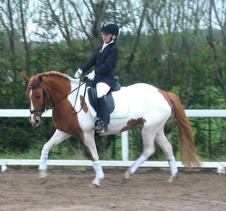 Anden særlig race Painted Beauty | - #16 Stævne på KØR, LC1 og 2 :-) billede 16