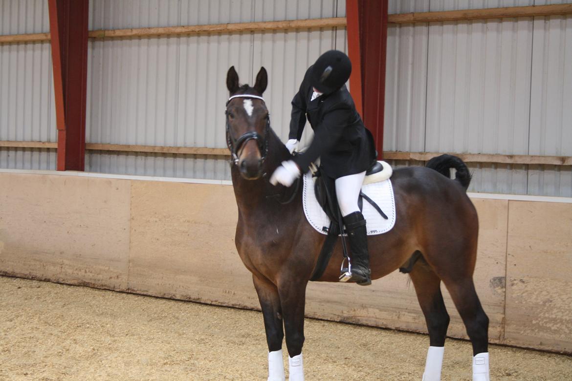 Hannoveraner Grankærs Sky Walker - sky: jeg er helt sikker på der er et eller andet der ned der vil spise mig! billede 3