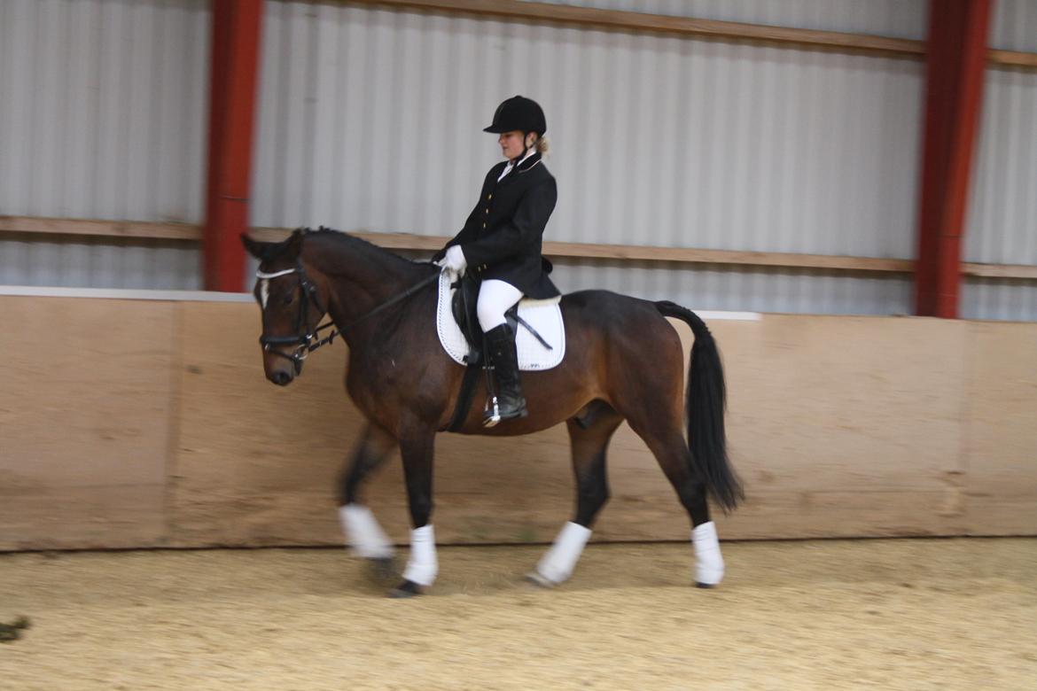 Hannoveraner Grankærs Sky Walker billede 4