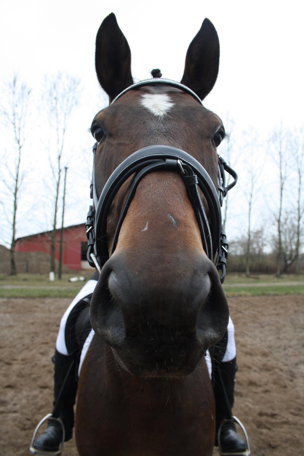 Hannoveraner Grankærs Sky Walker - sky: hvad er det du har der? billede 1