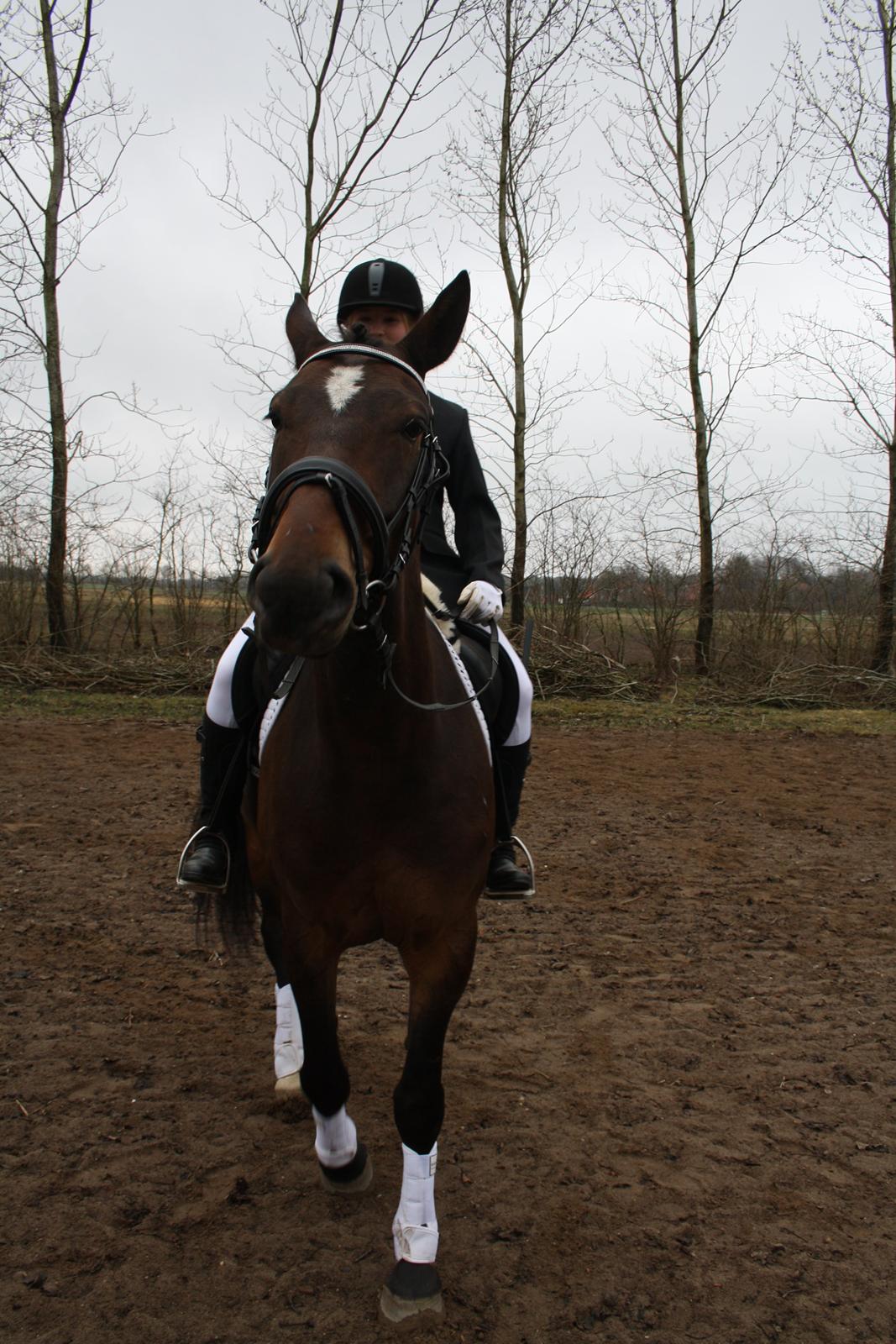 Hannoveraner Grankærs Sky Walker billede 7