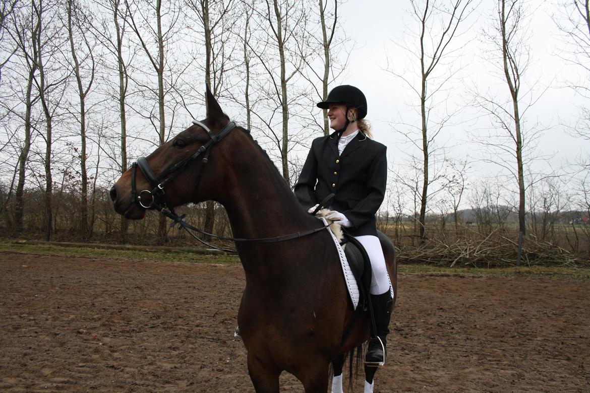 Hannoveraner Grankærs Sky Walker - sky: hvad er dog det er der nede? billede 8