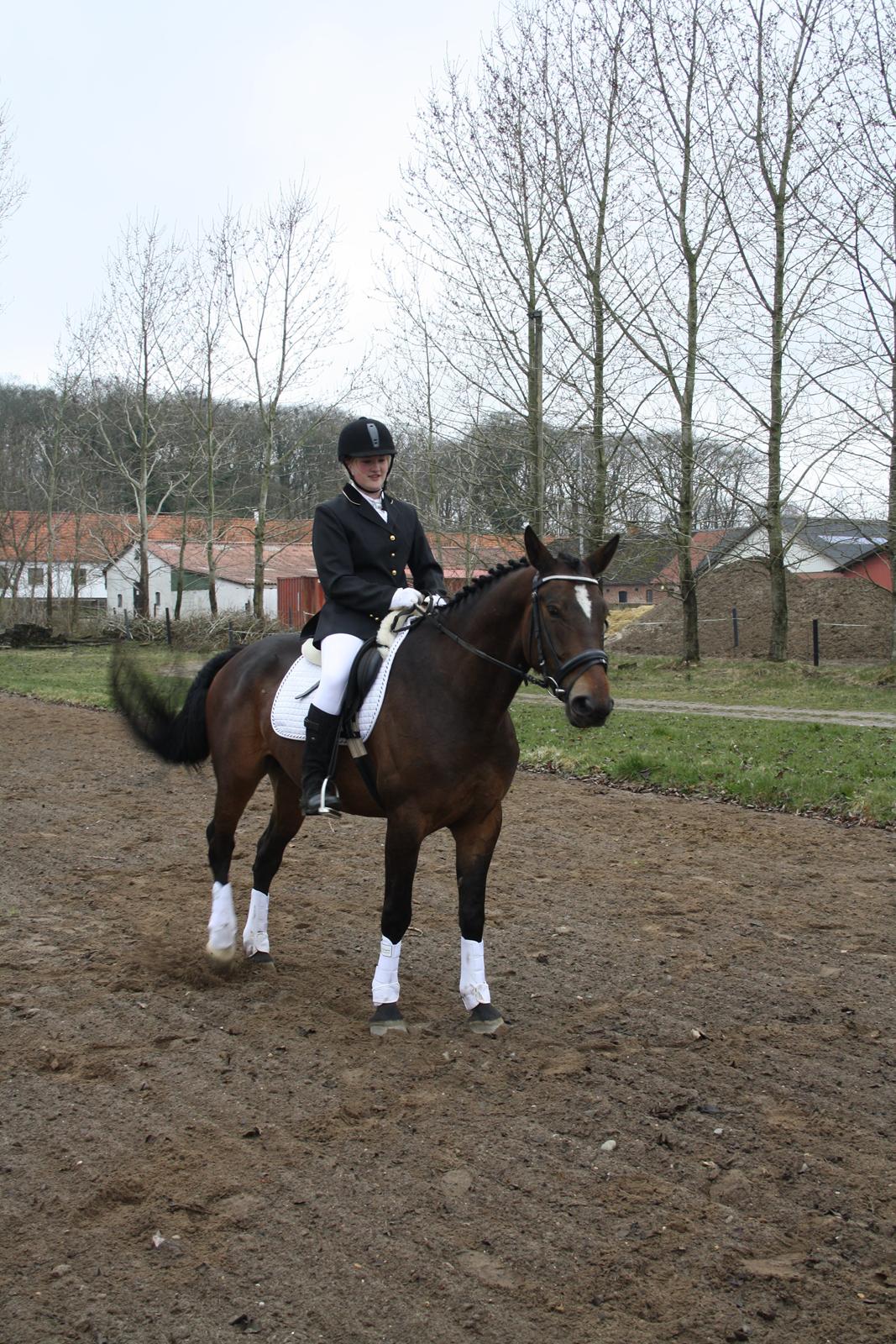 Hannoveraner Grankærs Sky Walker billede 9