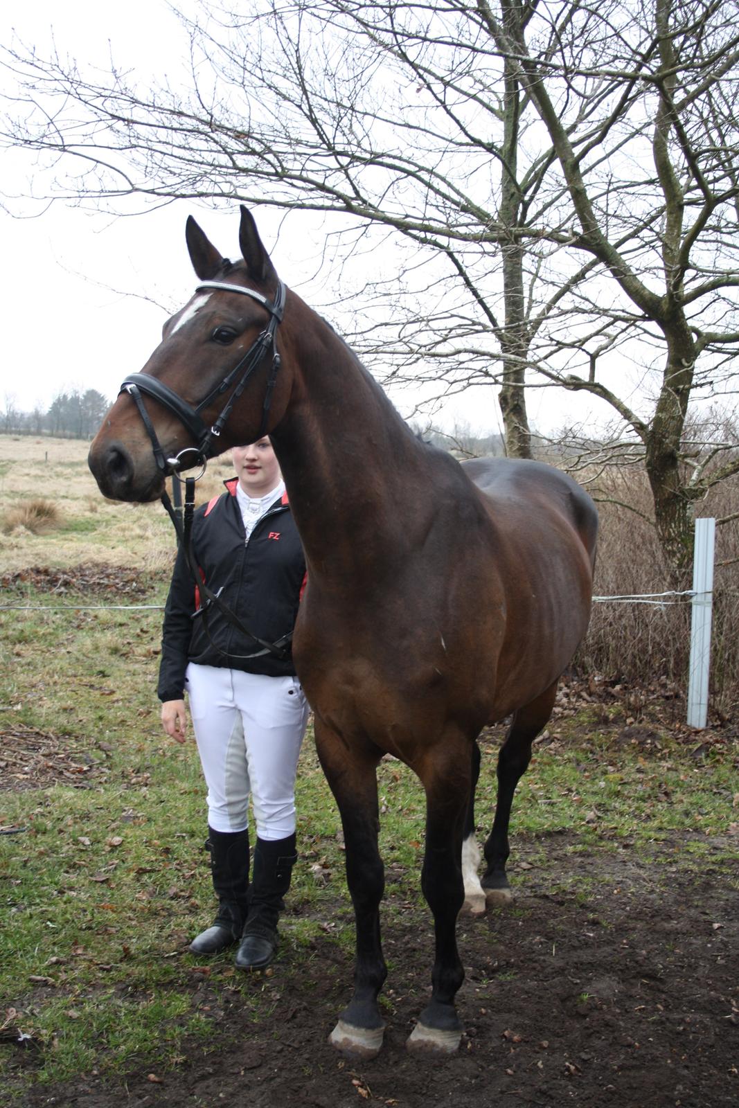 Hannoveraner Grankærs Sky Walker billede 15