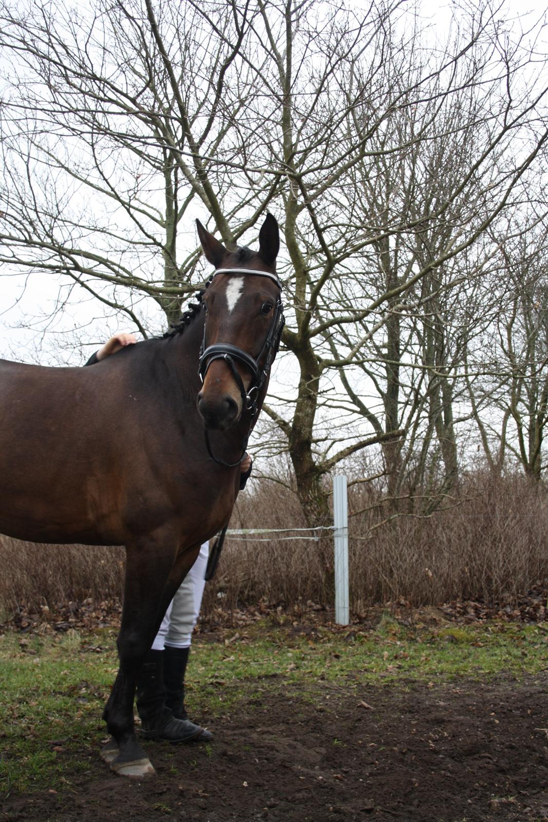 Hannoveraner Grankærs Sky Walker billede 16