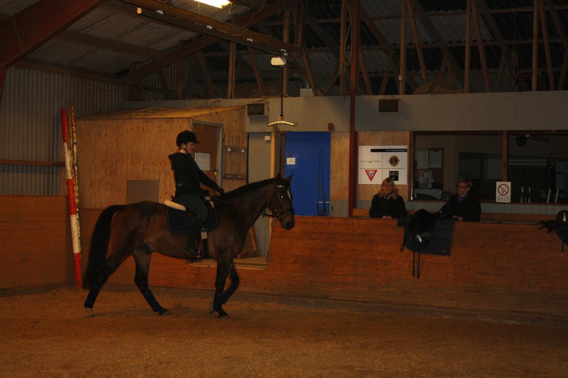 Hannoveraner Grankærs Sky Walker billede 18