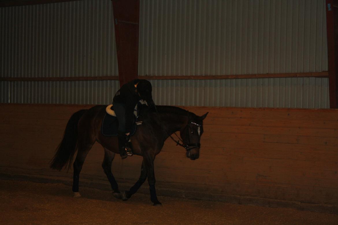 Hannoveraner Grankærs Sky Walker billede 19