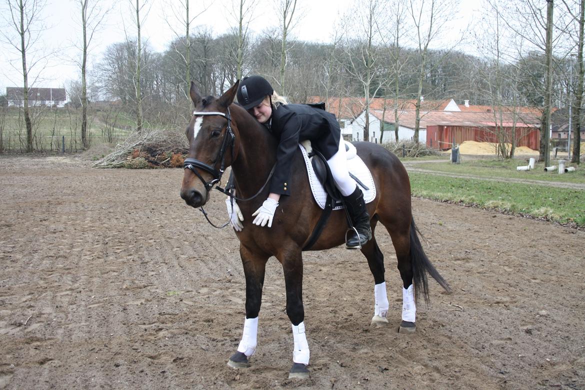 Hannoveraner Grankærs Sky Walker billede 12