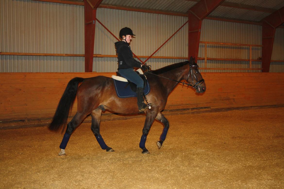 Hannoveraner Grankærs Sky Walker billede 20