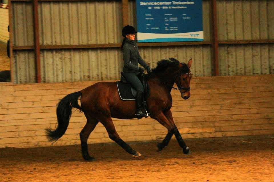 Dansk Varmblod Grusgård's Moon Light billede 20