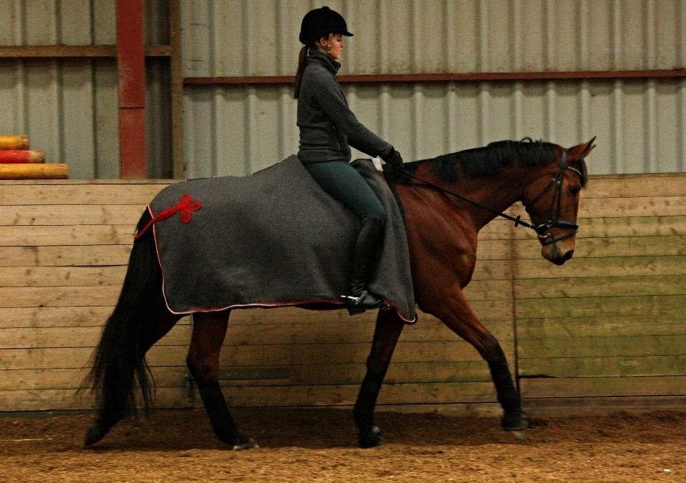 Dansk Varmblod Grusgård's Moon Light billede 19