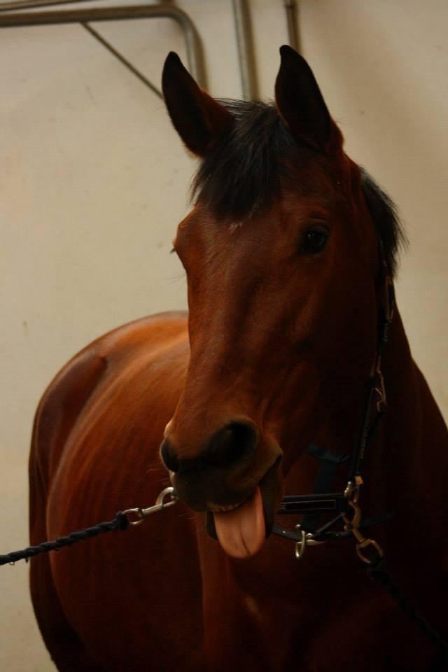 Dansk Varmblod Grusgård's Moon Light - Velkommen til Moon Light's profil :-)  billede 1