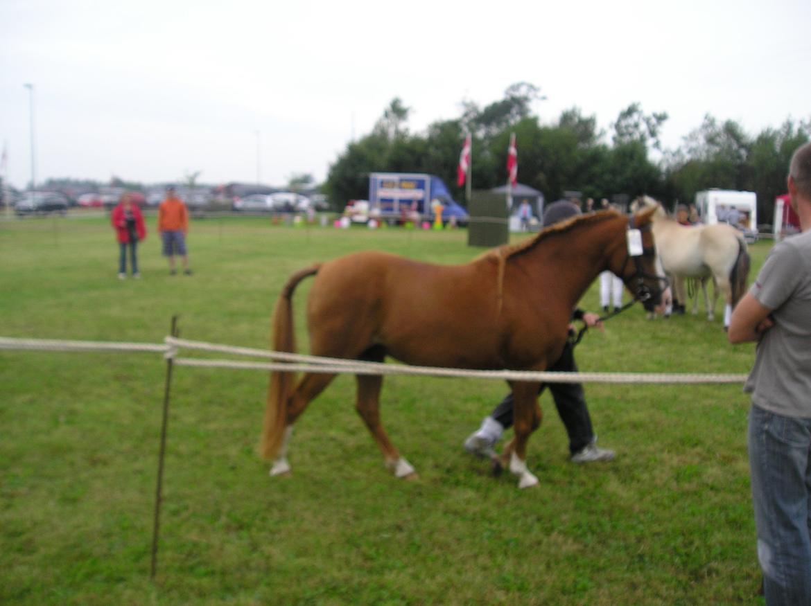 DSP Flamme billede 2