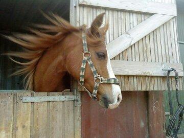 DSP Flamme billede 1