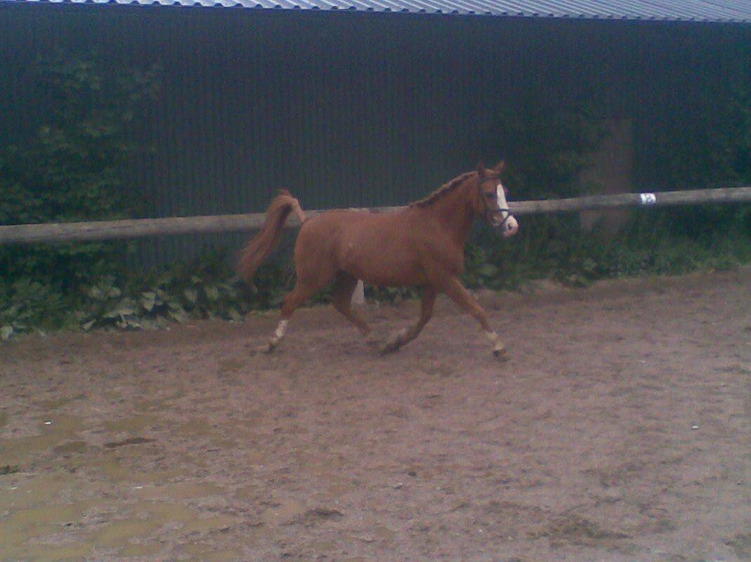 DSP Flamme billede 6