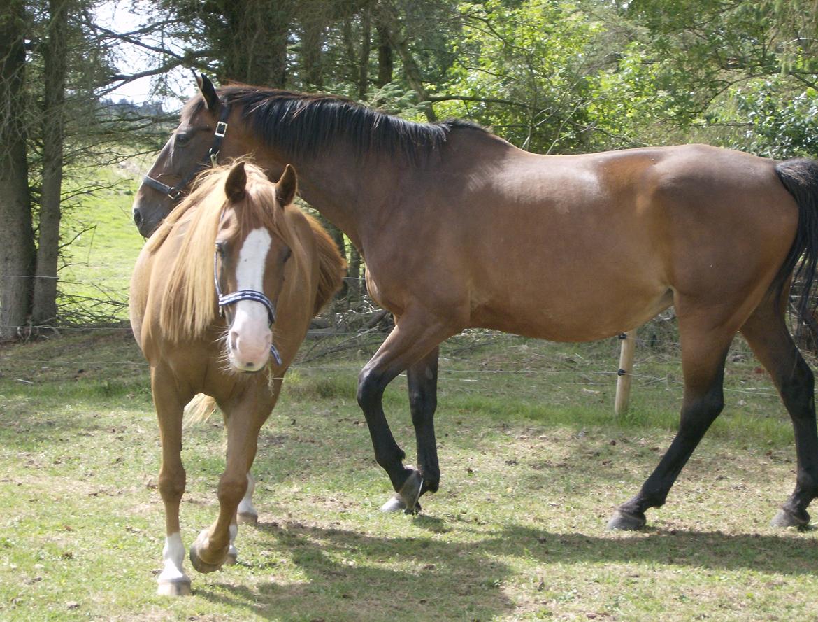 DSP Flamme billede 7