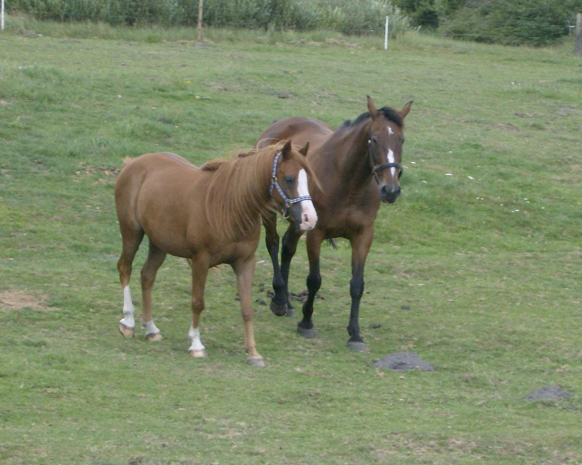 DSP Flamme billede 8