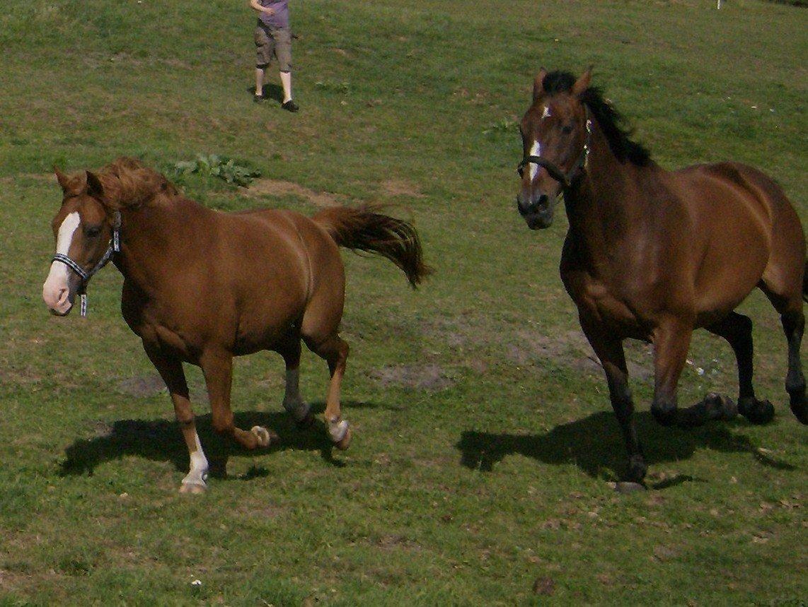 DSP Flamme billede 4