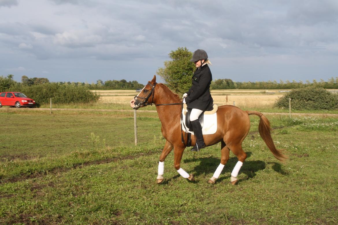 DSP Flamme billede 14