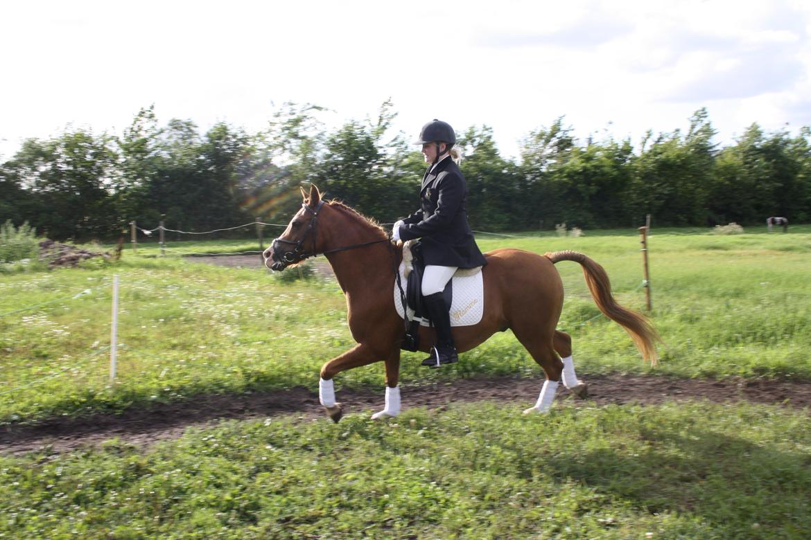 DSP Flamme billede 15